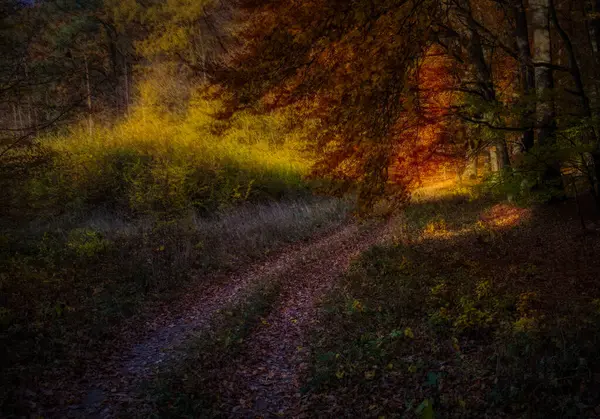 Büyülü sonbahar ormanı, renkli yapraklar, ağaç gövdeleri, orman yolu, sonbahar manzarası. Doğu Avrupa. Sarı, turuncu.