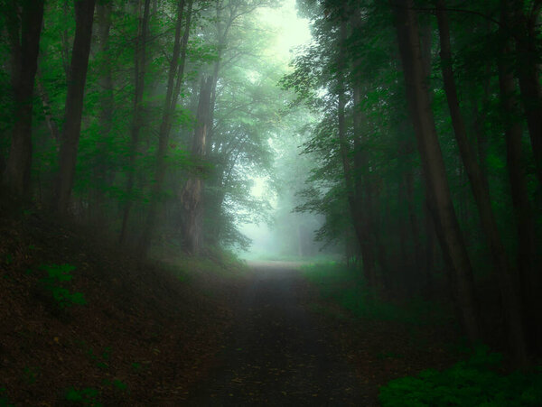 Green foggy forest with sun rays, green leafs,sunlight,fog. Tree trunks,tree branches, gree leafs,fog, forest road. Mystique relaxing nature. Czech republic.