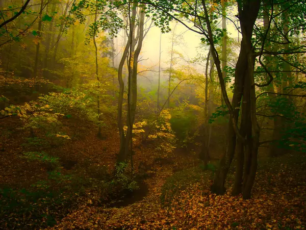 Mysterious foggy forest with brook during autumn day, sunlight,fog, green and yellow leafs.  Mystique  relaxing  nature, creepy mood. Czech republic,Europe. 