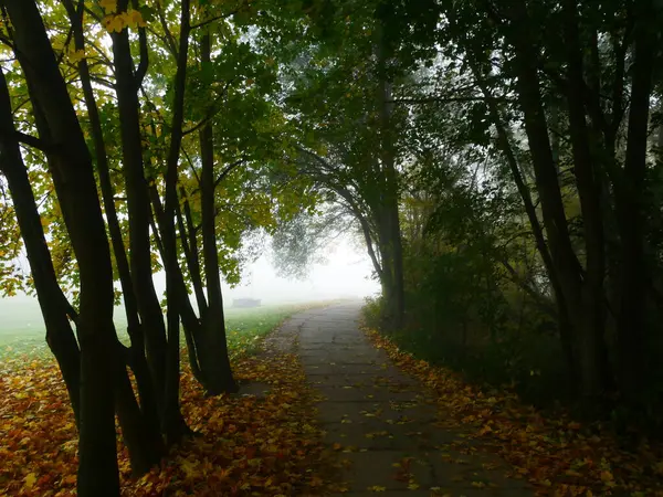 Sonbahar günü orman yolu olan gizemli sisli orman, güneş ışığı, sis, yeşil ve sarı yapraklar. Mystique rahatlatıcı doğa, ürpertici ruh hali. Çek Cumhuriyeti, Avrupa. 