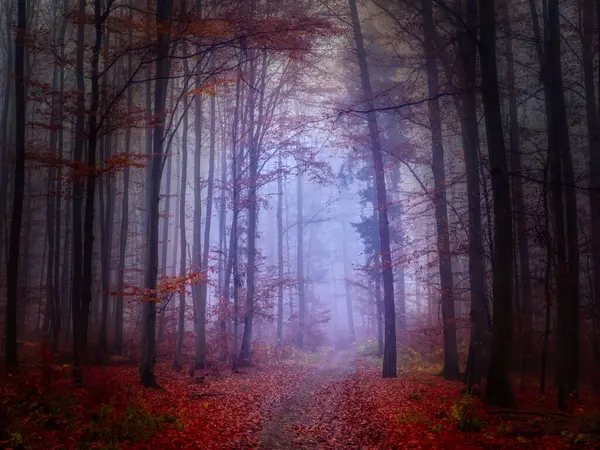 Foresta Nebbiosa Magica Fogliame Autunnale Foglie Nebbia Tronchi Albero Paesaggio Immagini Stock Royalty Free
