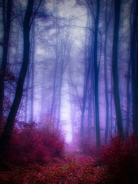 Foresta Nebbiosa Magica Fogliame Autunnale Foglie Nebbia Tronchi Albero Paesaggio Foto Stock
