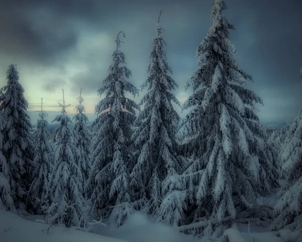 Inverno Paesaggio Innevato Con Alberi Innevati Freschi Cielo Rime Foresta Foto Stock Royalty Free