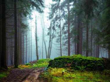 Gizemli sisli orman, ağaçlardan gelen ışık, taşlar, yosun, odun eğreltiotu, ladin ağaçları, sis, sis. Sonbahar / sonbaharda kasvetli büyülü bir manzara. Jeseniky Dağları, Doğu Avrupa, Moravya. 