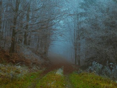 Sonbaharın sonlarında rime bulanmış gizemli sisli orman. Orman yolu renkli yapraklarla, sislerle, ağaçlarla kaplı, kasvetli sonbahar manzarası. Jeseniky Dağları, Doğu Avrupa, Moravya. 