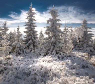 Karla kaplı ladin ağaçları, kar, mavi gökyüzü, güneş ışığı, güneşli bir gün. Jeseniky Dağları. Çek Cumhuriyeti..