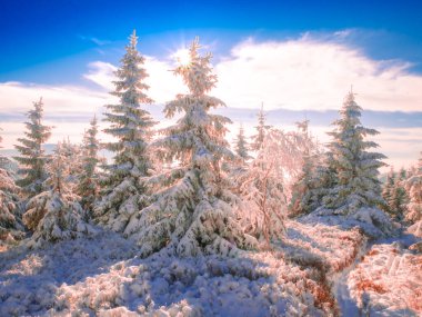 Karla kaplı ladin ağaçları, kar, mavi gökyüzü, güneş ışığı, güneşli bir gün. Jeseniky Dağları. Çek Cumhuriyeti..
