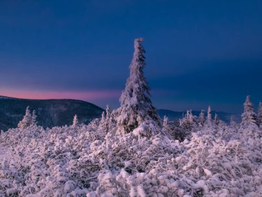 Gün batımından kısa bir süre önce karla kaplı ladin ağaçlarıyla kaplı dağlık bir arazide karlı bir manzara, dramatik bir gökyüzü, bulutlar. Rime 'li ladin ağaçları. Jesenik. Çek Cumhuriyeti..