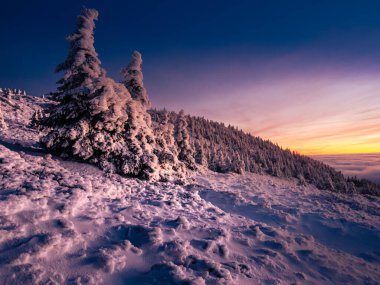 Gün batımından sonra rime bulanmış ladin ağaçlarıyla kaplı manzara, sıcaklık değişiminde sisle ve alçak bulutlarla dolu bir dağ sırasından vadiye manzara. Jesenik. Çek Cumhuriyeti..
