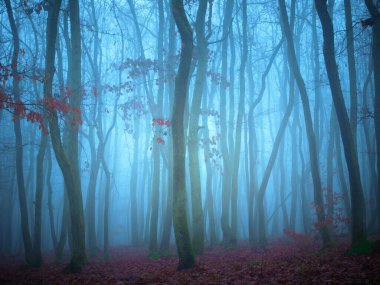 Gizemli sisli orman, meşe ağaçları, yapraklar, sis, ağaç gövdeleri, kasvetli manzara. Doğu Avrupa. 