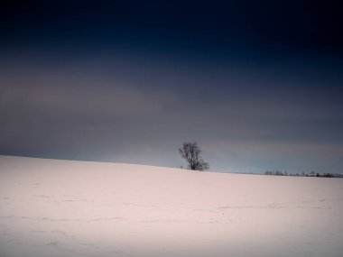 Isolated solitary tree surrounded by mysterious gloomy landscape. Winter snowy landscape, Vysocina region,Europe.  clipart