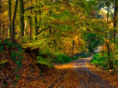 Büyülü sonbahar ormanı, renkli yapraklar, ağaç gövdeleri, orman yolu, sonbahar manzarası. Doğu Avrupa. Sarı, turuncu.