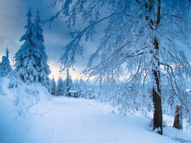 Winter landscape with fresh snow covered trees,rime,snow,mountain forest and cross country ski track at winter sunny day. Czech republic-Bukova hora and Suchy Vrch.  clipart