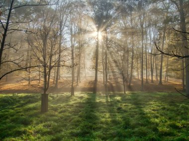 Sonbahar günündeki gizemli sisli orman, güneş ışığı, sis, yeşil ve sarı yapraklar, güneş ışınları. Mystique rahatlatıcı doğa, ürpertici ruh hali. Çek Cumhuriyeti, Avrupa. 
