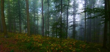 Sonbahar günü yeşil yapraklı yeşil sisli orman. Mistik rahatlatıcı doğa, ürkütücü kasvetli ruh hali, sis. Çek Cumhuriyeti, Avrupa. Panoramik resim. 