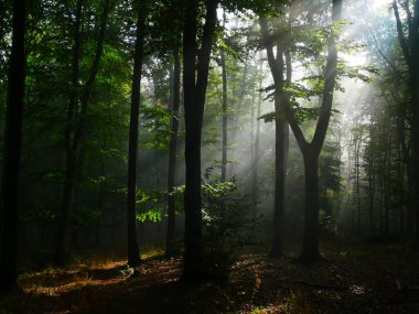 Sonbahar gününün gizemli yeşil sisli ormanlarında doğal güneş ışınları, sis, ağaçlar, dallar, ağaç gövdeleri, yeşil yapraklar. Mistik rahatlatıcı doğa, ürkütücü kasvetli ruh hali. Çek Cumhuriyeti, Avrupa. 
