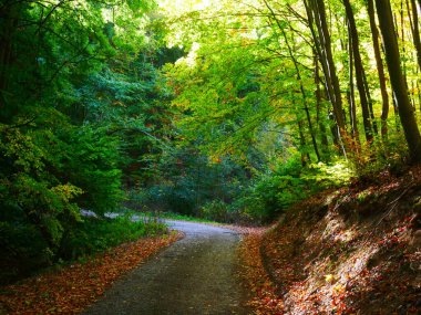 Sonbahar günü yol ve renkli yapraklarla dolu renkli bir orman. Çek Cumhuriyeti, Avrupa. 