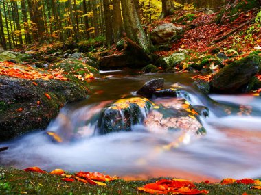 Sonbaharda Jeseniky dağlarında taşlı Vahşi Opava nehri, Doğu Avrupa, Moravya. Uzun pozlama resmi.