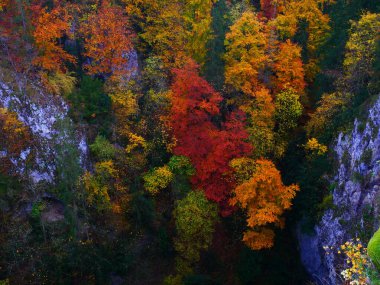 Colorful forest during autumn day in Macocha cave with colorful foliage. Moravian karst, Czech republic, Europe.  clipart