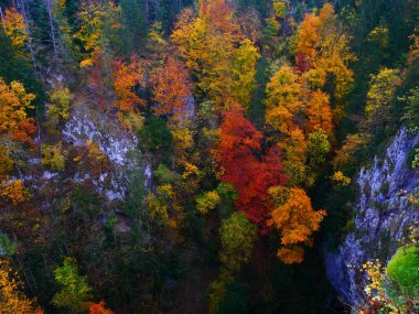 Sonbahar günü Macocha mağarasında renkli yapraklarla dolu renkli bir orman. Moravian karst, Çek Cumhuriyeti, Avrupa. 