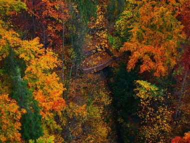 Sonbahar günü Macocha mağarasında renkli yapraklarla dolu renkli bir orman. Moravian karst, Çek Cumhuriyeti, Avrupa. 