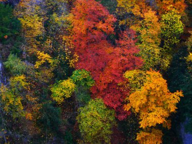 Sonbahar günü Macocha mağarasında renkli yapraklarla dolu renkli bir orman. Moravian karst, Çek Cumhuriyeti, Avrupa. 