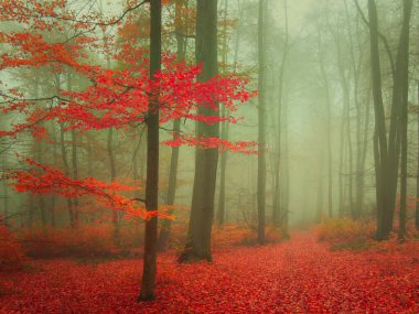 Sonbahar günü renkli yapraklarla ürpertici, gizemli sisli bir orman. Mistik rahatlatıcı doğa, ürkütücü kasvetli ruh hali, sis. Çek Cumhuriyeti, Avrupa. 