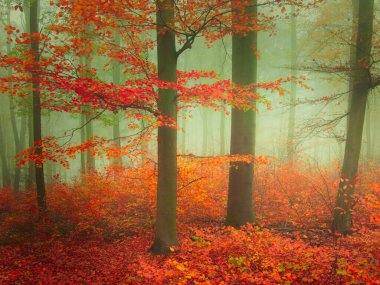 Sonbahar günü renkli yapraklarla ürpertici, gizemli sisli bir orman. Mistik rahatlatıcı doğa, ürkütücü kasvetli ruh hali, sis. Çek Cumhuriyeti, Avrupa. 