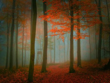 Sonbahar günü renkli yapraklarla ürpertici, gizemli sisli bir orman. Mistik rahatlatıcı doğa, ürkütücü kasvetli ruh hali, sis. Çek Cumhuriyeti, Avrupa. 