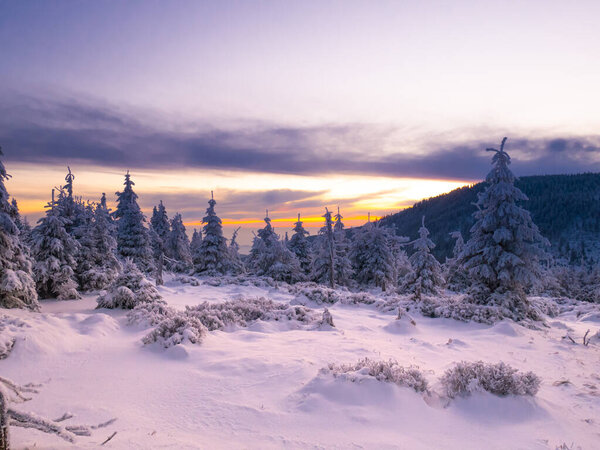 Snowy landscape on a mounatin range with spruce trees covered with snow and rime shortly before sunset, dramatic sky,clouds. Spruce trees with rime. Jeseniky.Czech republic.