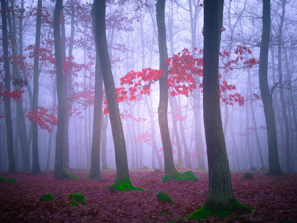 Таинственный туманный лес, дубы, листва, туман, стволы деревьев, мрачный пейзаж. Восточная Европа. 