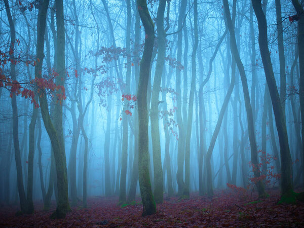Таинственный туманный лес, дубы, листва, туман, стволы деревьев, мрачный пейзаж. Восточная Европа. 