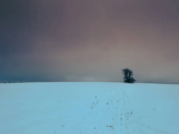 Gizemli kasvetli manzarayla çevrili ıssız bir ağaç. Kış karlı manzarası, Vysocina bölgesi, Avrupa. 