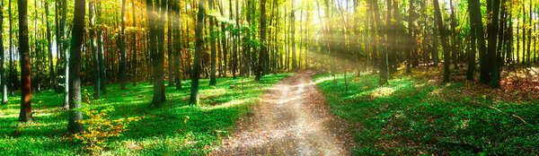 Colorful forest during autumn day with road and colorful foliage. Czech republic, Europe. 
