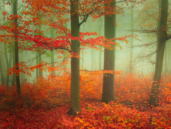 Жуткий таинственный туманный лес в течение осеннего дня с красочной листвой. Мистическая расслабляющая природа, жуткое мрачное настроение, туман. Чехия, Европа. 