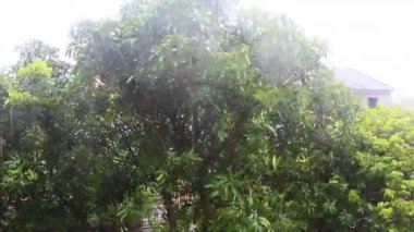 Kuzey Vietnam 'ı harap eden Süper Tayfun Yagi şiddetli yağmurlara, yıkılmış ağaçlara, çökmüş evlere, sellere neden oldu. 300' den fazla insan öldü. 