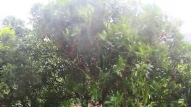 Kuzey Vietnam 'ı harap eden Süper Tayfun Yagi şiddetli yağmurlara, yıkılmış ağaçlara, çökmüş evlere, sellere neden oldu. 300' den fazla insan öldü. 