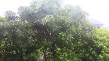 Kuzey Vietnam 'ı harap eden Süper Tayfun Yagi şiddetli yağmurlara, yıkılmış ağaçlara, çökmüş evlere, sellere neden oldu. 300' den fazla insan öldü. 