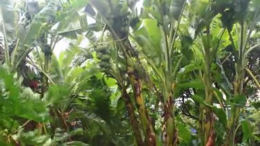 Kuzey Vietnam 'ı harap eden Süper Tayfun Yagi şiddetli yağmurlara, yıkılmış ağaçlara, çökmüş evlere, sellere neden oldu. 300' den fazla insan öldü. 