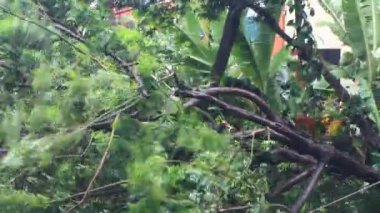 Kuzey Vietnam 'ı harap eden Süper Tayfun Yagi şiddetli yağmurlara, yıkılmış ağaçlara, çökmüş evlere, sellere neden oldu. 300' den fazla insan öldü. 