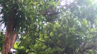 Kuzey Vietnam 'ı harap eden Süper Tayfun Yagi şiddetli yağmurlara, yıkılmış ağaçlara, çökmüş evlere, sellere neden oldu. 300' den fazla insan öldü. 