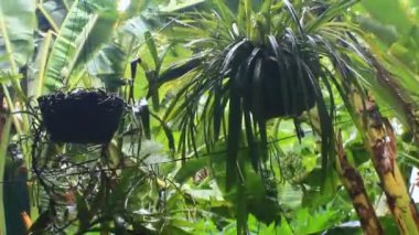 Kuzey Vietnam 'ı harap eden Süper Tayfun Yagi şiddetli yağmurlara, yıkılmış ağaçlara, çökmüş evlere, sellere neden oldu. 300' den fazla insan öldü. 