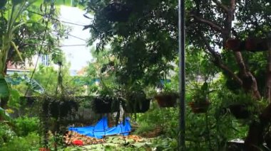 Kuzey Vietnam 'ı harap eden Süper Tayfun Yagi şiddetli yağmurlara, yıkılmış ağaçlara, çökmüş evlere, sellere neden oldu. 300' den fazla insan öldü. 