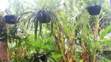 Kuzey Vietnam 'ı harap eden Süper Tayfun Yagi şiddetli yağmurlara, yıkılmış ağaçlara, çökmüş evlere, sellere neden oldu. 300' den fazla insan öldü. 