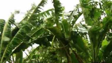 Kuzey Vietnam 'ı harap eden Süper Tayfun Yagi şiddetli yağmurlara, yıkılmış ağaçlara, çökmüş evlere, sellere neden oldu. 300' den fazla insan öldü. 