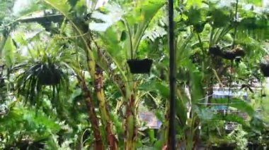 Kuzey Vietnam 'ı harap eden Süper Tayfun Yagi şiddetli yağmurlara, yıkılmış ağaçlara, çökmüş evlere, sellere neden oldu. 300' den fazla insan öldü. 