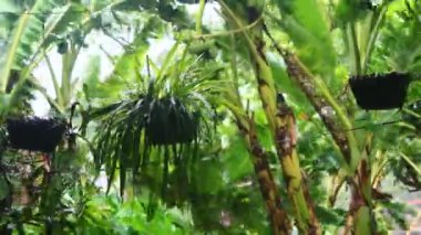 Kuzey Vietnam 'ı harap eden Süper Tayfun Yagi şiddetli yağmurlara, yıkılmış ağaçlara, çökmüş evlere, sellere neden oldu. 300' den fazla insan öldü. 