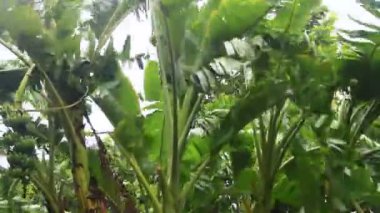 Kuzey Vietnam 'ı harap eden Süper Tayfun Yagi şiddetli yağmurlara, yıkılmış ağaçlara, çökmüş evlere, sellere neden oldu. 300' den fazla insan öldü. 