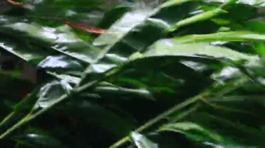 Kuzey Vietnam 'ı harap eden Süper Tayfun Yagi şiddetli yağmurlara, yıkılmış ağaçlara, çökmüş evlere, sellere neden oldu. 300' den fazla insan öldü. 