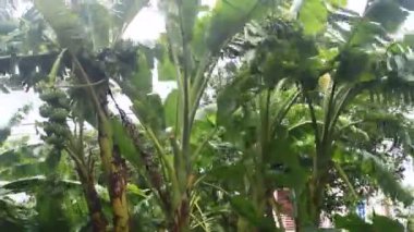 Kuzey Vietnam 'ı harap eden Süper Tayfun Yagi şiddetli yağmurlara, yıkılmış ağaçlara, çökmüş evlere, sellere neden oldu. 300' den fazla insan öldü. 